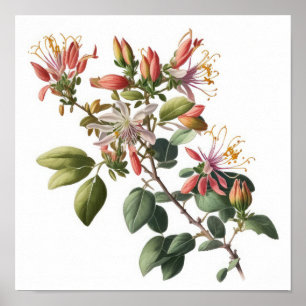 Impressão das Flores de Honeysuckle