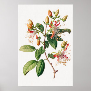 Impressão das Flores de Honeysuckle