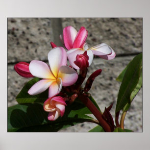 Impressão das flores do Plumeria