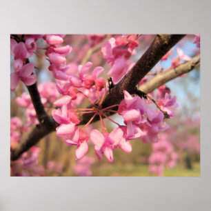 Impressão das flores II de Oklahoma Redbud