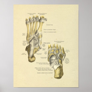 Impressão das junções dos ossos da anatomia do