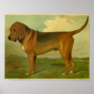 impressão de 1881 Vintage Bloodhound