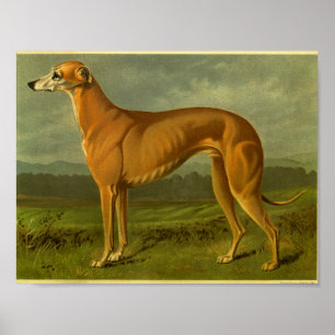 impressão de 1881 Vintage Greyhound
