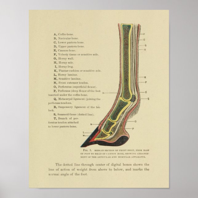 Impressão de 1902, Vintage Horse Hoof Foot Anatomy (Frente)