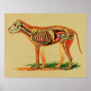 impressão de 1905 da Anatomia Canina dos Cães