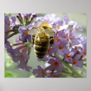 Impressão de Abelha e Flores de Buddleia