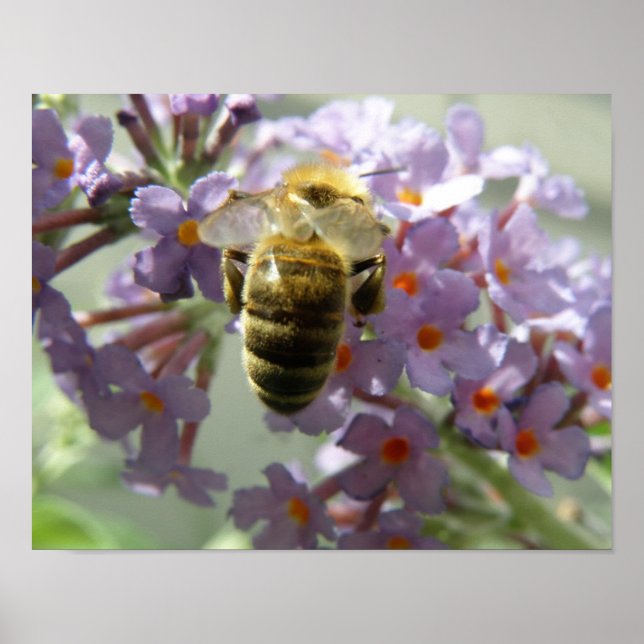 Impressão de Abelha e Flores de Buddleia (Frente)