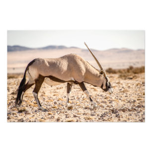 Impressão de alta qualidade da foto do Oryx no