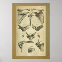 impressão de Anatomia 1850