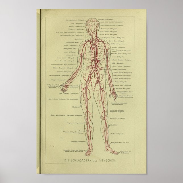 impressão de Anatomia da Artéria Humana 1886 Vinta (Frente)