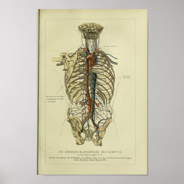 impressão de Anatomia da Artéria Humana 1886 Vinta (Frente)