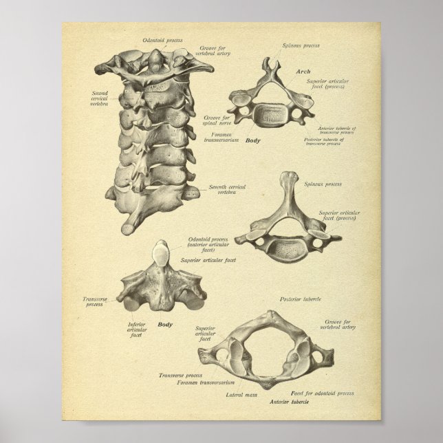 Impressão de Anatomia da coluna cervical (Frente)