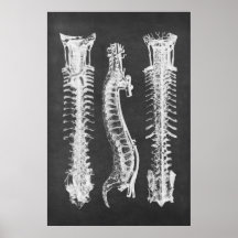 Impressão de Anatomia das vértebras backbone n.o 2