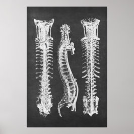 Impressão de Anatomia das vértebras backbone n.o 2