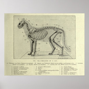 Impressão de Anatomia de Gatos Esqueletais