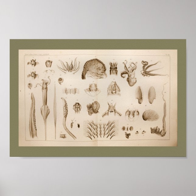 impressão de Anatomia de Octopus Lula de 1896 (Frente)