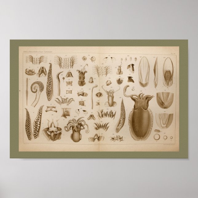 impressão de Anatomia de Octopus Lula de 1896 (Frente)