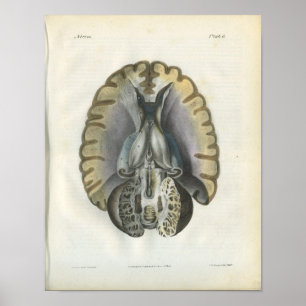 Impressão de Anatomia do Cérebro Humano