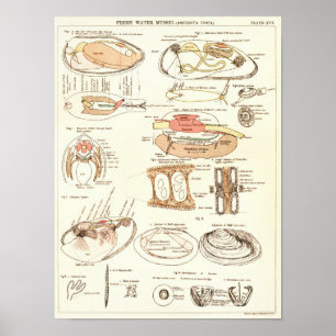 Impressão de anatomia do mexilhão da Água fresca V