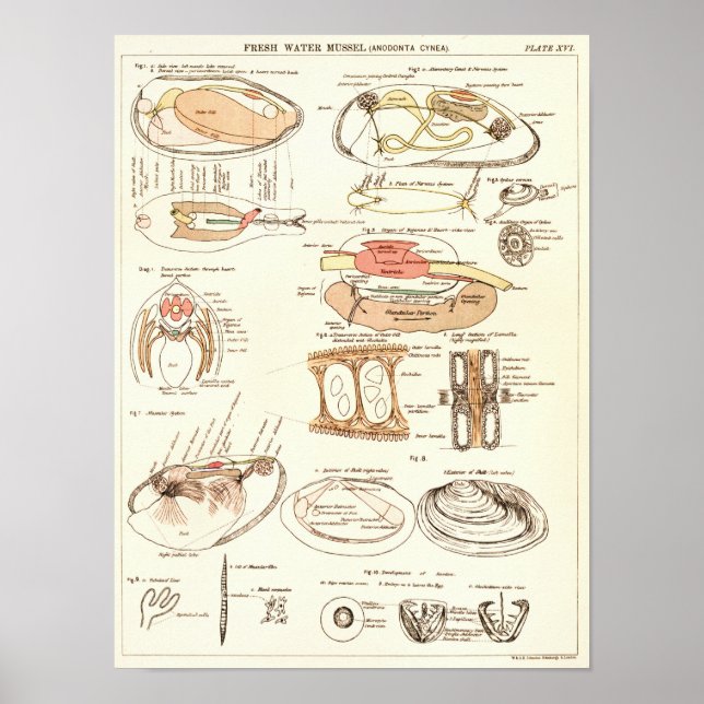 Impressão de anatomia do mexilhão da Água fresca V (Frente)