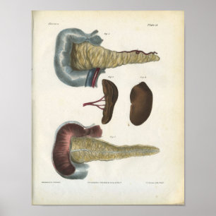 Impressão de Anatomia do Pâncreas