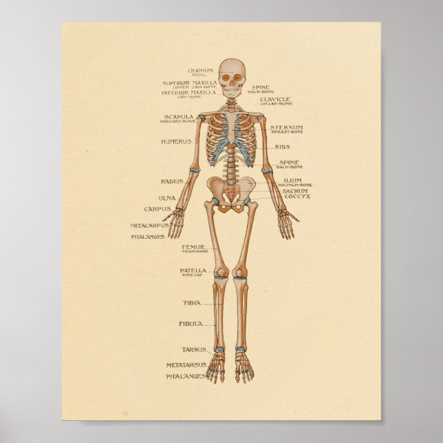 Impressão de Anatomia dos Ossos do Esqueleto Human (Frente)