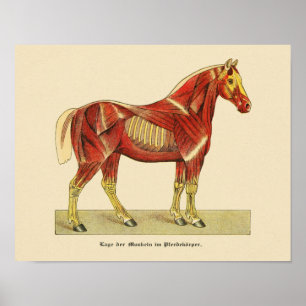 Impressão de Anatomia Muscular do Cavalo 1917