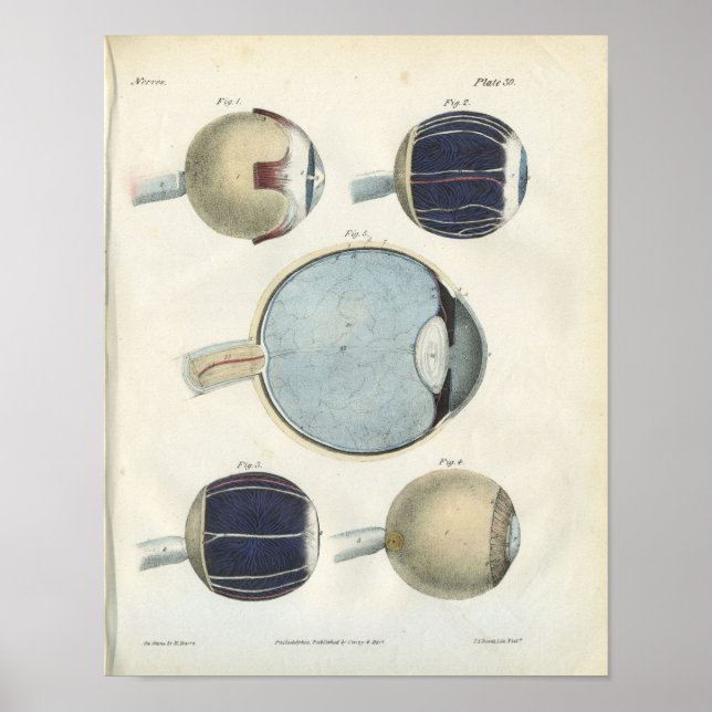 Impressão de Anatomia Ocular Humana (Frente)