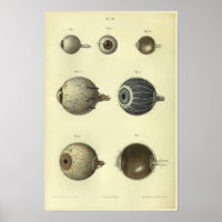 impressão de Anatomia Ocular Humana 1866