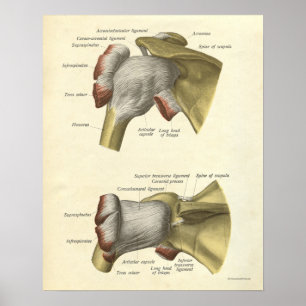 Impressão de Anatomia Vintage Bones Ombros