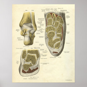 Impressão de Anatomia Vintage Ossos de Ankle