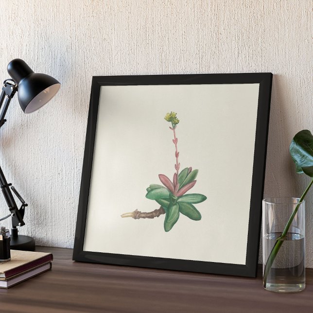 Impressão de Aquarela Antiquada (Watercolor Antique Botanical Cactus Print Poster)