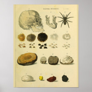 Impressão de Aranha do Crânio Humano Anatomia Médi