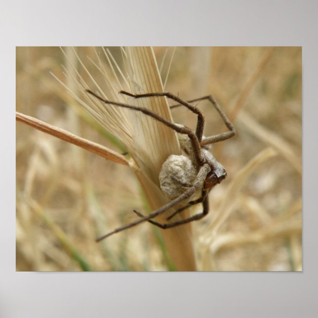 Impressão de Aranha e Saco de Ovos (Frente)
