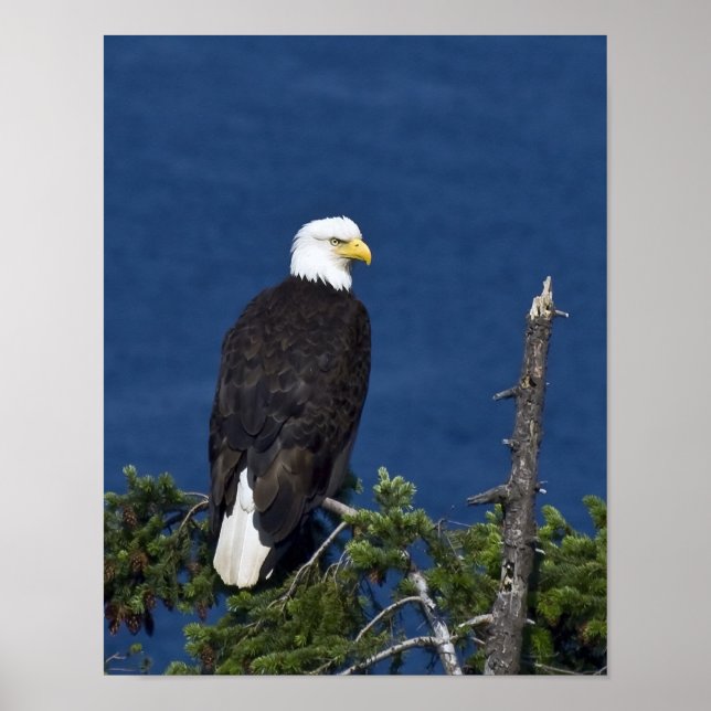 Impressão de Arte Águia Americana (Frente)