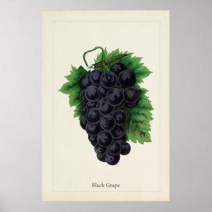 Impressão de Arte Botânica Culinária de Uvas Preta