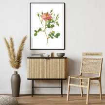 Impressão de Arte Botânica de Rosa Rosa Delicada