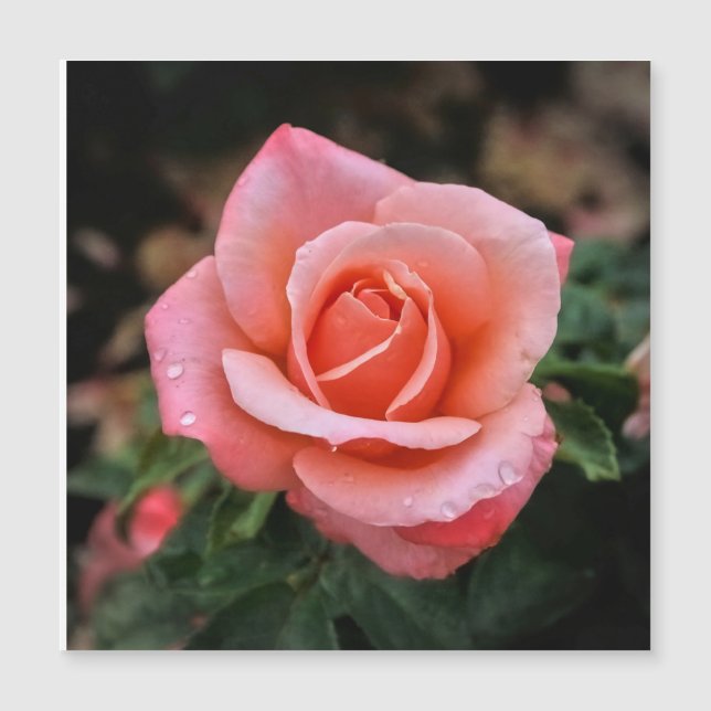 Impressão de Arte Botânica Rosa Romântica (Frente)