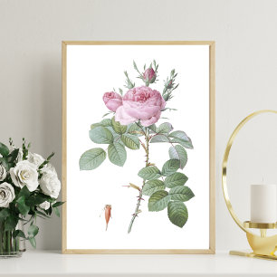Impressão de Arte Botânica Rosa Rosa Encantada
