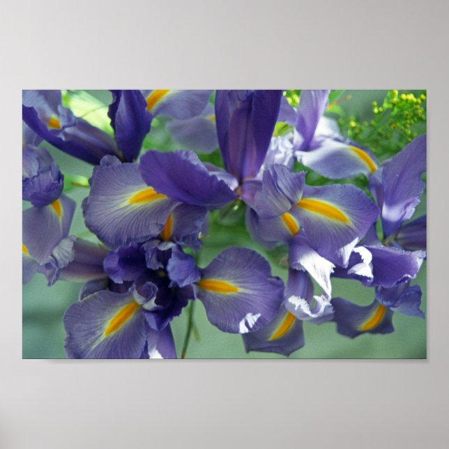 Impressão de Arte com Flor em Íris Roxo (Frente)