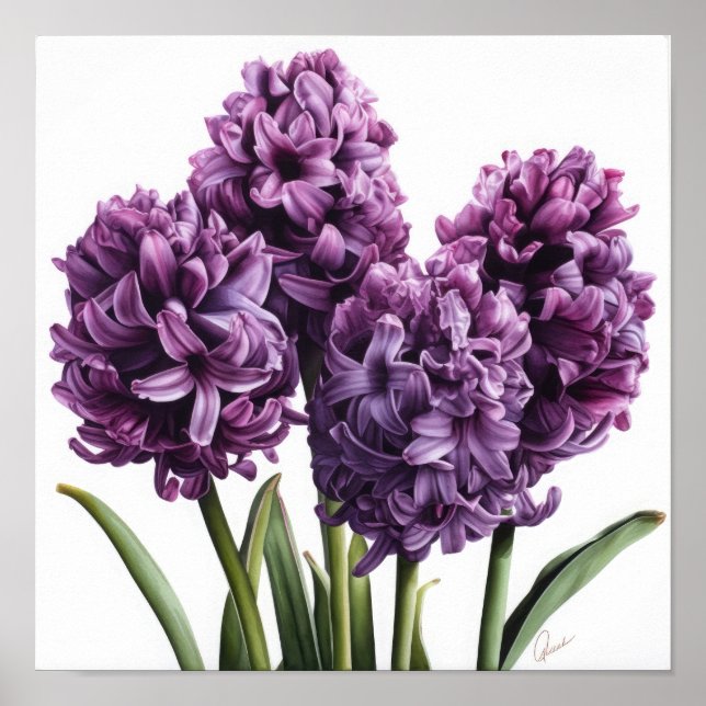 Impressão de Arte com Flor Roxo Hyacinth (Frente)