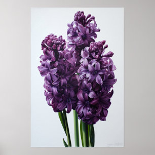 Impressão de Arte com Flor Roxo Hyacinth