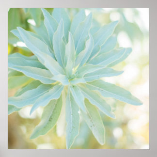 Impressão de Arte da Flor Natural do Suculente Ver