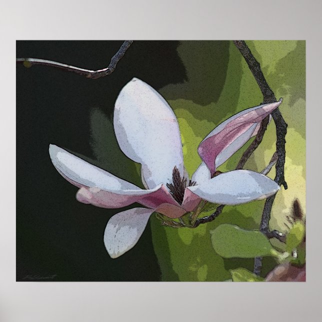 Impressão de Arte da Magnolia Japonesa - 24x20 - o (Frente)