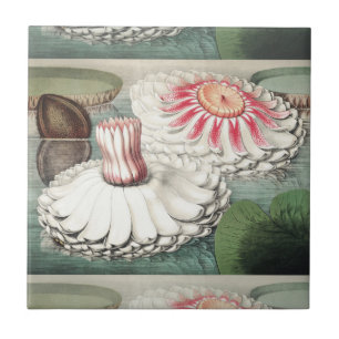 Impressão de Arte da Vitória Régia Antiga