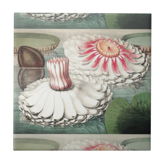 Impressão de Arte da Vitória Régia Antiga (Frente)