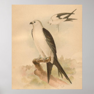 Impressão de Arte de Adormecimento de Pássaro-pipa