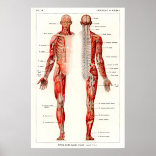 Impressão de Arte de Anatomia Humana Antiga Século