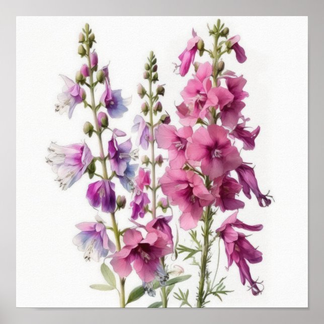 Impressão de Arte de Flor de Delphinium Rosa Poste (Frente)