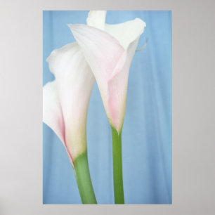 Impressão de Arte de Foto de Lírios Calla Brancos